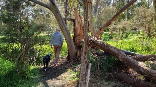 Kate's husband and dog walking amongst trees damaged in Thursday night's ferocious winds.