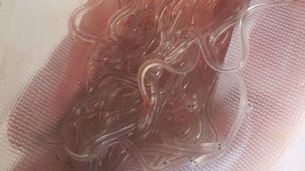 Glass eels drift south on ocean currents. They become pigmented elvers as they prepare to move into Victorian fresh water.