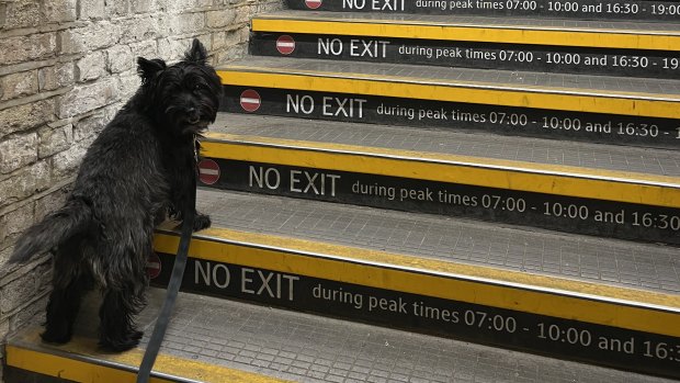 The author’s “feisty” terrier, Sherlock, on the London Tube. 