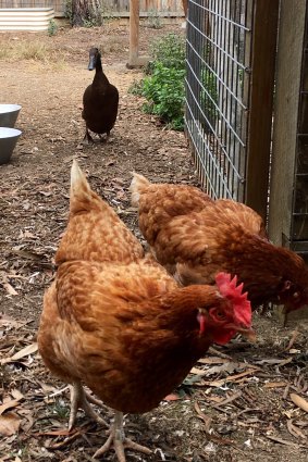 Ping after she returned to health, hanging with her chook posse.
