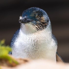 Little penguins on Penguin Island in Rockingham face an uncertain future.