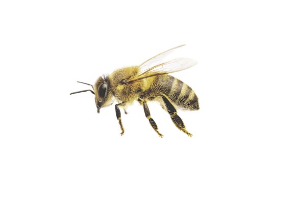 Insect stings can be a dangerous allergen. 
