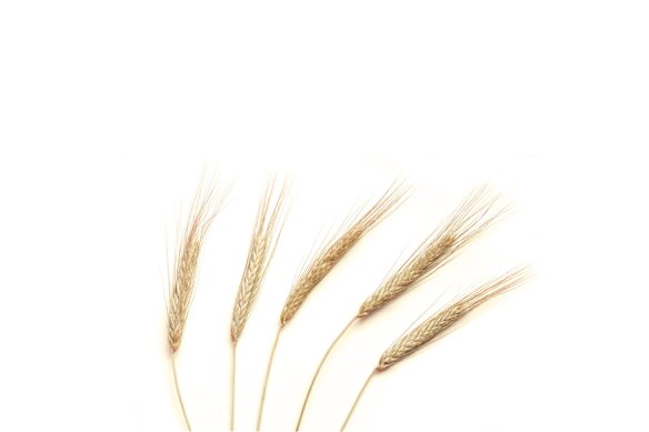 Pollen from grasses is a trigger for hay fever.