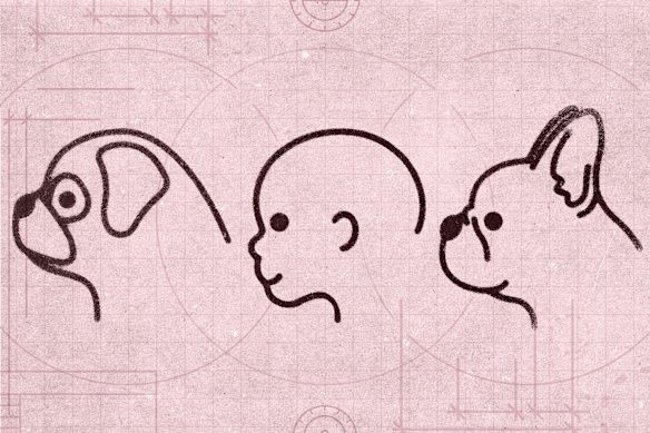 Kindchenschema is a term for the theory we like pugs and French bulldogs because they remind us of babies.