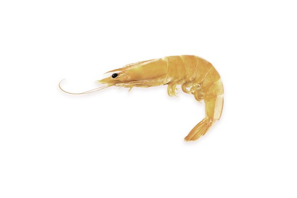 Shellfish such as prawns are high on the list of allergy-causing foods.