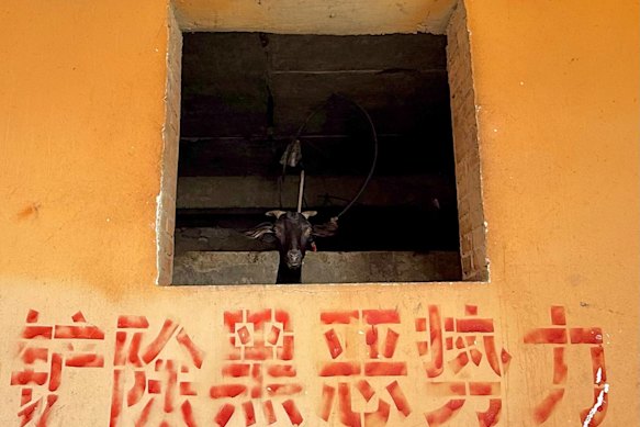 A goat pokes its head through a window in a farmhouse stable in Zhukula village. A Communist Party slogan painted on the wall warns about “dark and evil forces”, a reference to organised crime.