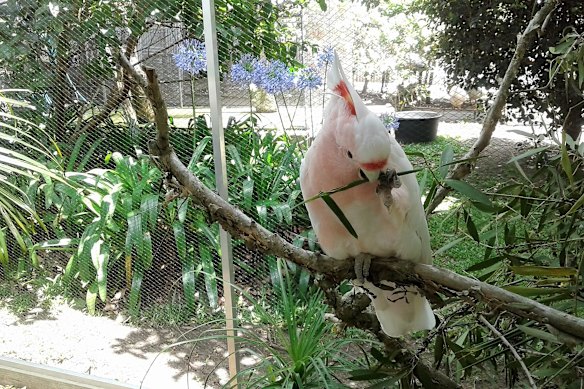 Cindy at Parrots in Paradise.