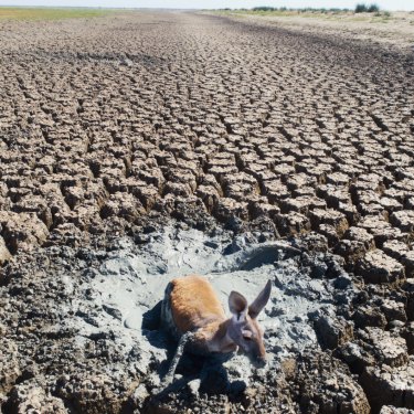 The scene in January the drainage canal of lake Cawndilla, one of the four main lakes of the Menindee Lakes, following the mass fish kill on the Darling River.