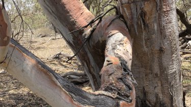 River red gums are among the species that will be protected on the Rummery's property.