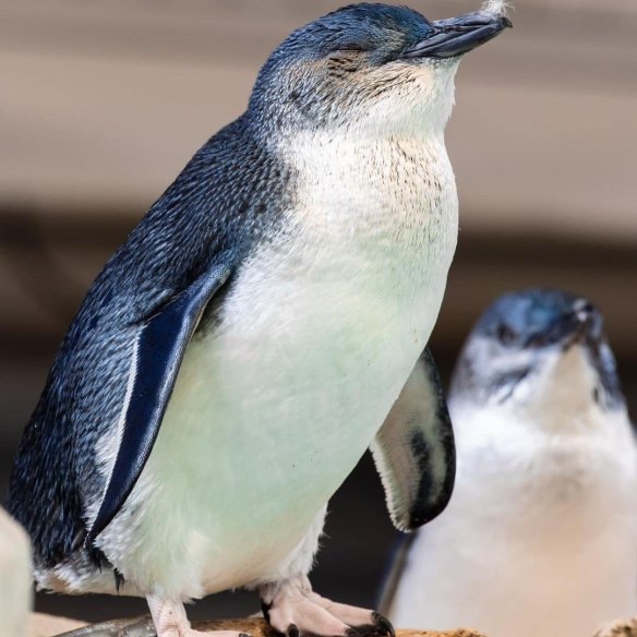 The future is bleak and uncertain for Perth’s little penguins.