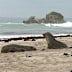 First endangered Australian sea lion dies from bird flu on Kangaroo Island