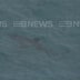 A shark spotted off Sorrento Beach after an attack.