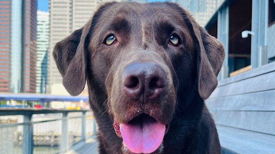 The chocolate brown labrador that answers to Moose … his Australian owner, Manhattan-based writer  Greg Truman, wants to assure New Yorkers that he is not about to make a meal of Moose. 