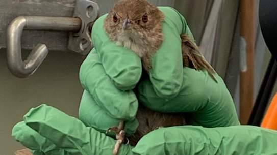 An Eastern bristlebird rescued from bushfire danger east of Mallacoota.