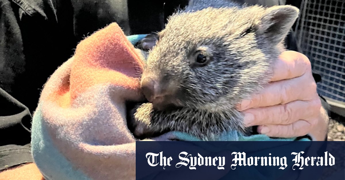 Man charged over ‘senseless’ mass slaughter of wombats