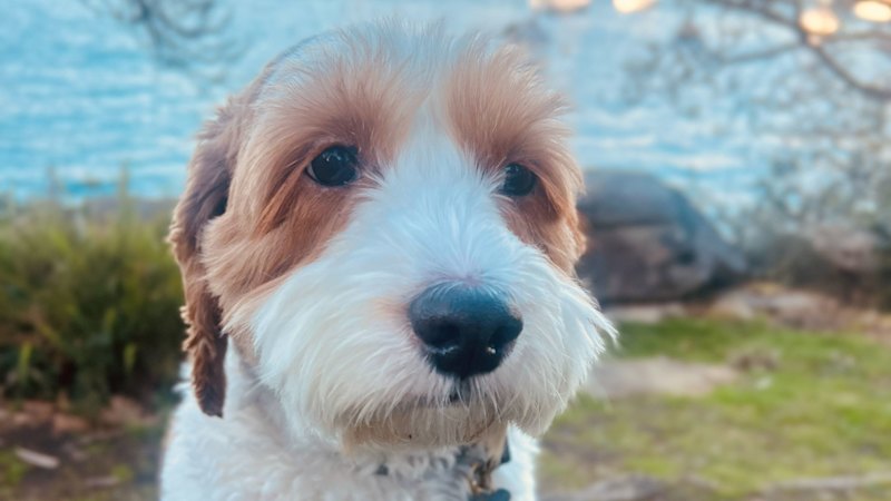 Owners describe how anxiety in their dog Freddy changed their care routine