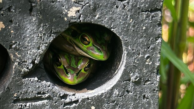 Frog saunas not only keep frogs warm, but could also help these vulnerable species beat the deadly chytrid fungus.