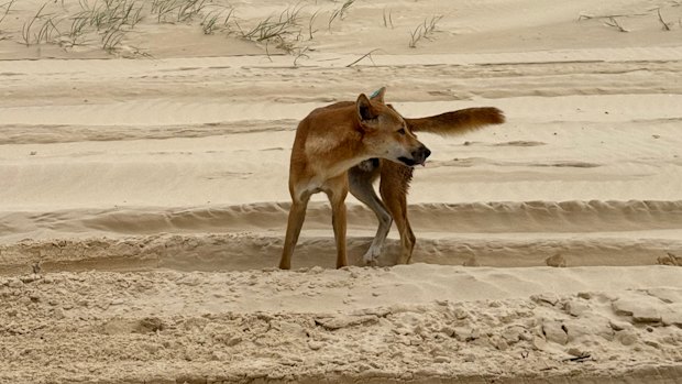 A boy has been bitten by a dingo, which adults reportedly stabbed during the rescue. 