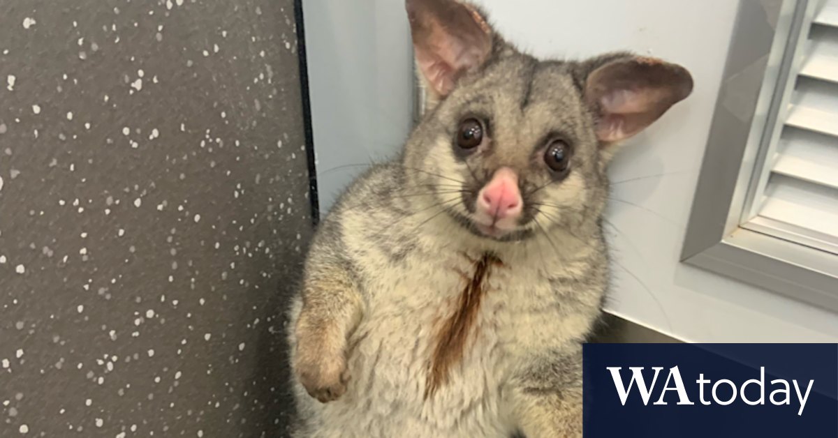 ‘Native, charismatic, diverse’: University media guide says be nice to possums