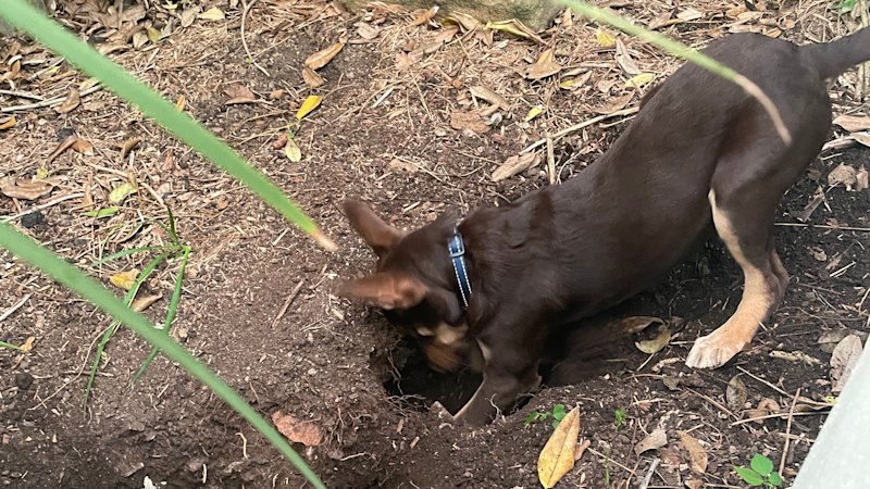 Unpatable: Sydney's Unsung Heroes Begging For Belly Rubs