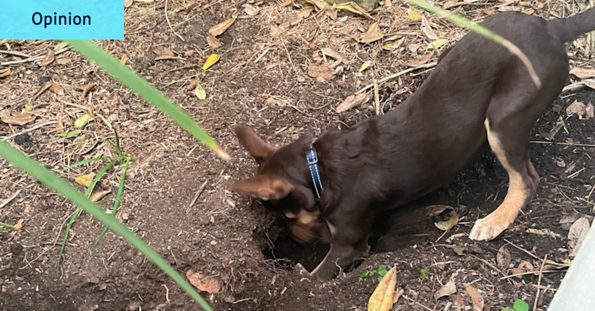 A pat excuse: When humans ignore me, it leaves me gutted