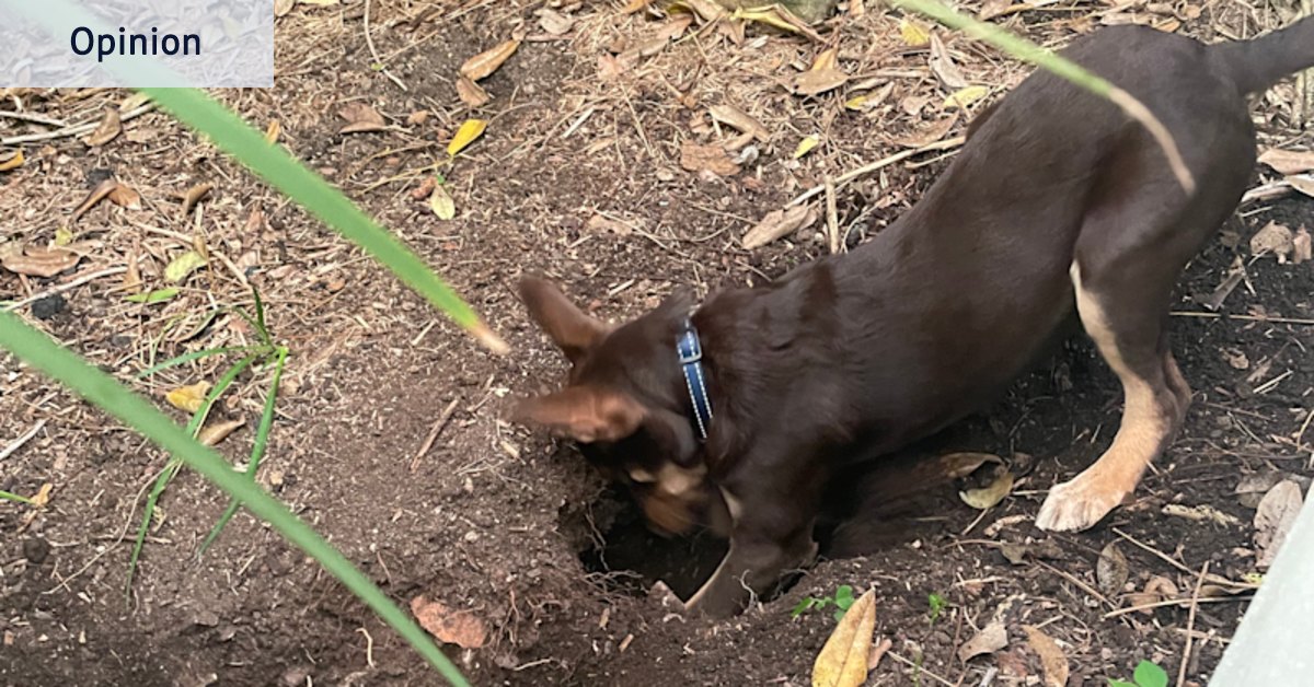 A pat excuse: When humans ignore me, it leaves me gutted