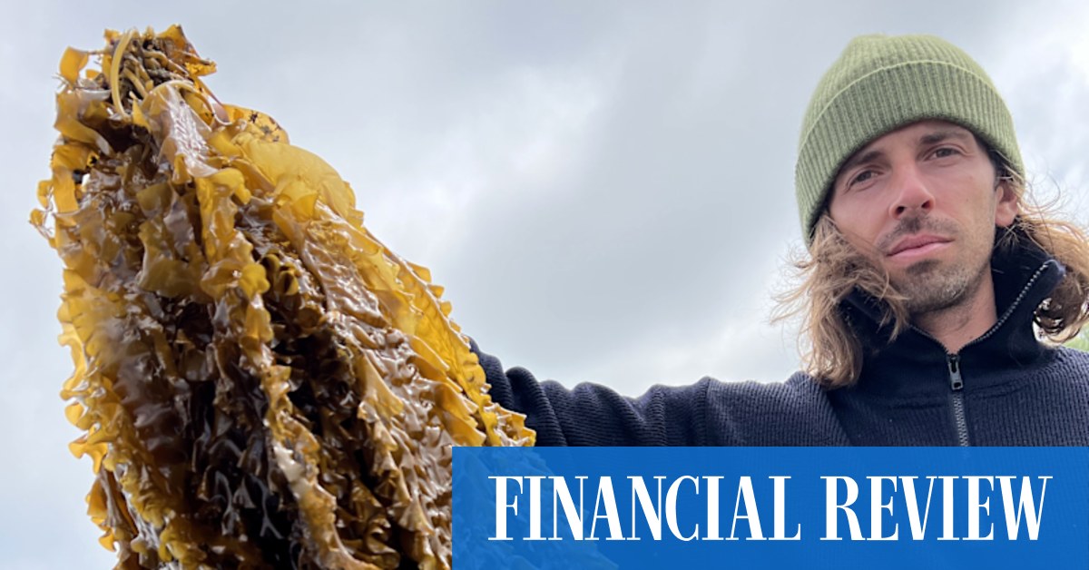 At these fine diners across the world, seaweed is the star - Vimarsana News