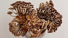 A fabulous fungus composition by Dr Lisa Cooper.