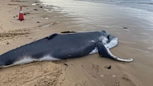 A baby humpback whale was stranded and died at Greenhills Beach - approx 2km north of Wanda Beach Surf Life Saving Club int he Cronulla region. The calf was believed to be a few days old.