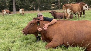 Farmhand Tony Coleman with one of his beloved cattle at Glen Huon Dairy Co. 
