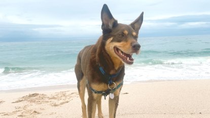 The best beach companion is your dog? Depends who is asking