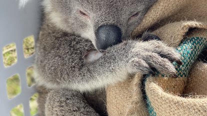 Double-whammy strikes koalas as second virus threatens populations