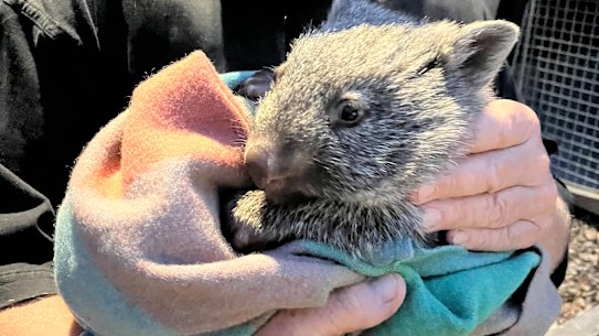 Wombat joey Hope survived more than three weeks without her mother, who was killed by unknown offenders.