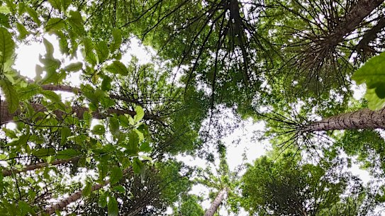 Labor has pledged to plant more trees across Sydney.