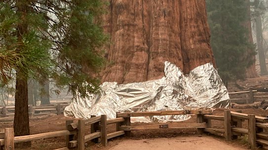 The base of the General Sherman tree has been wrapped in a fire-resistant aluminium blanket.