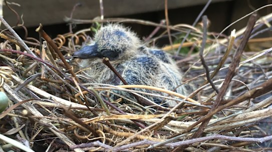 The turtle dove hatchling waits for its mother,