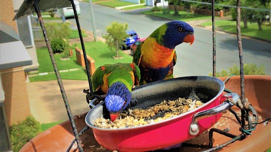 Epaulettes (left) and Ms Golden – one of three pairs that feed on Deb and Mike’s balcony.
