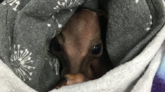 Some of the animals injured by the Queensland bushfires. 