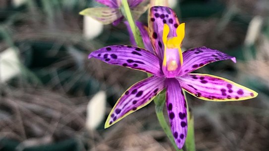 Albany orchid enthusiast Keith Smith helped collect the seeds that have led to the Queen's comeback. 