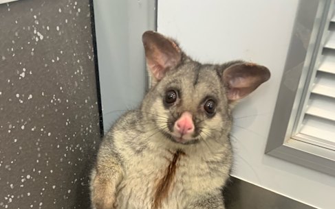 A possum found indoors by 1800 Possums.