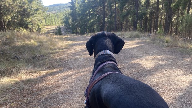 I love my dog, but she doesn’t need yet another taxpayer-funded park