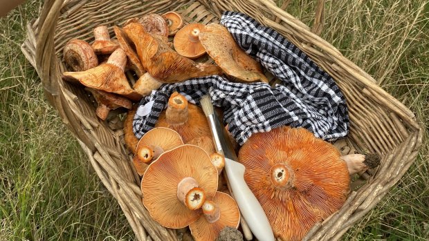 Osher Gunsberg tips cash into mushroom start-up