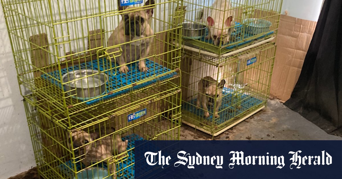 Shocking photos show horror of WA puppy farming - Vimarsana News
