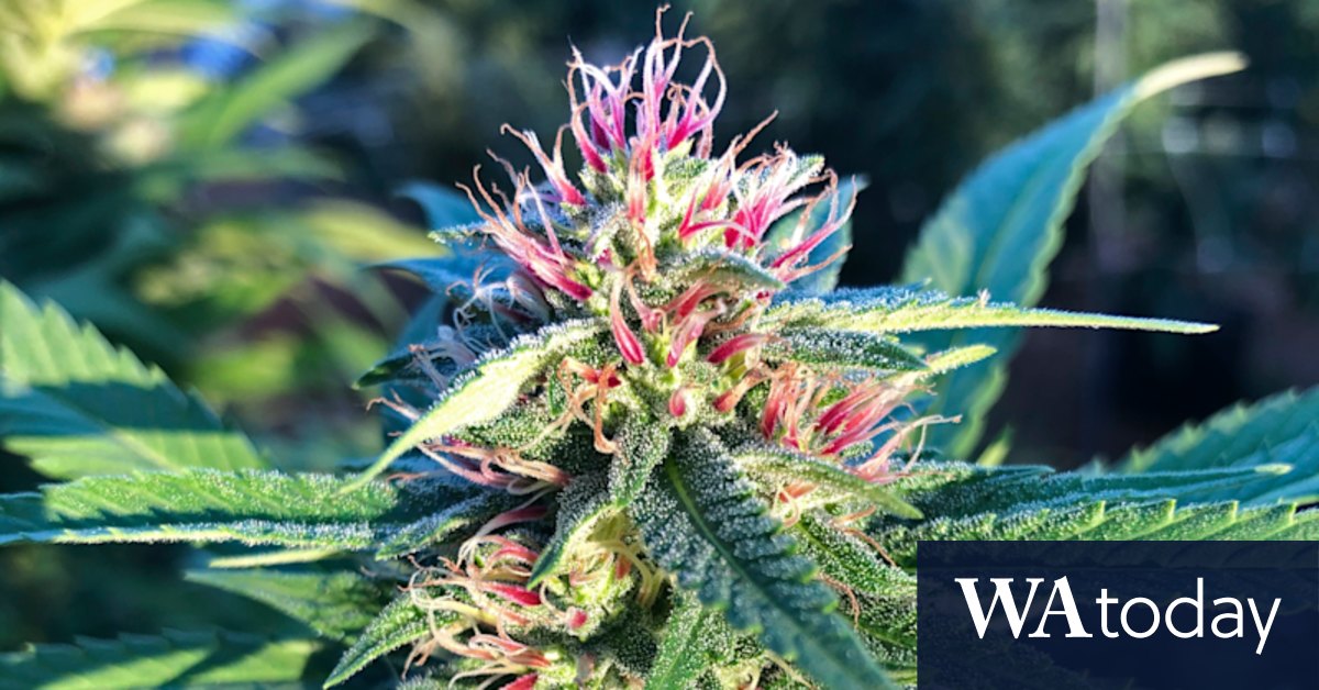 California pot growers say life is hard without double-dealing - Vimarsana News