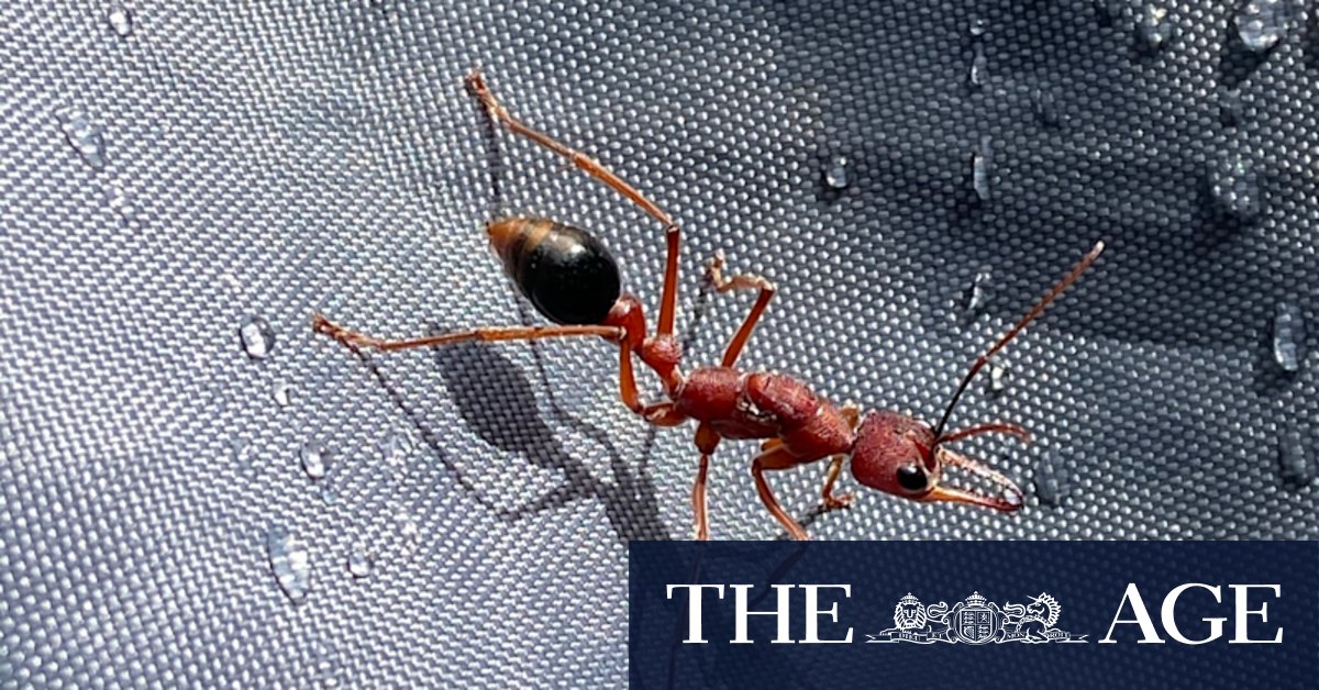 Invasive species report: Australia major figure in global fight - Vimarsana News