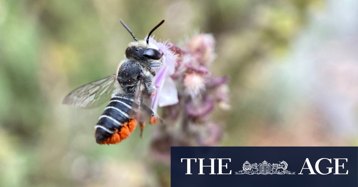 How to get insects back into your garden and which ones you should want - Vimarsana News