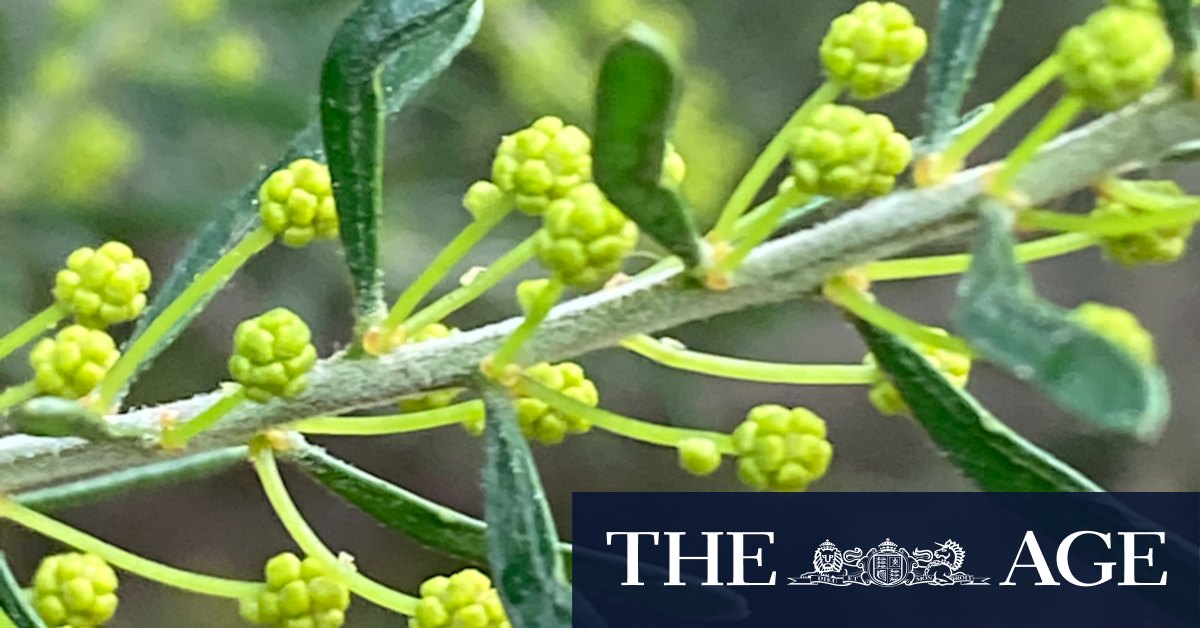 The aesthetic appeal of wattles has never been only about the flowers - Vimarsana News