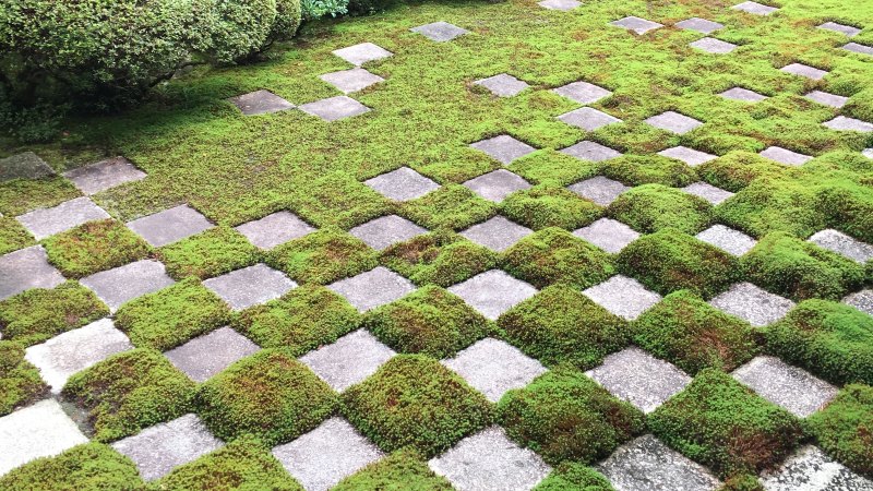 Gathering Moss