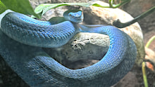 A white-lipped pit viper found in the home. 