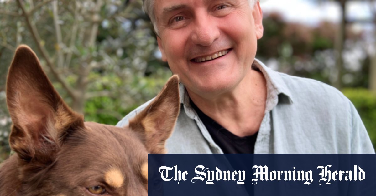 Sıcak tost üstüne soğuk hindi yiyen ekmek bağımlıları için bu bir köpeğin hayatıdır